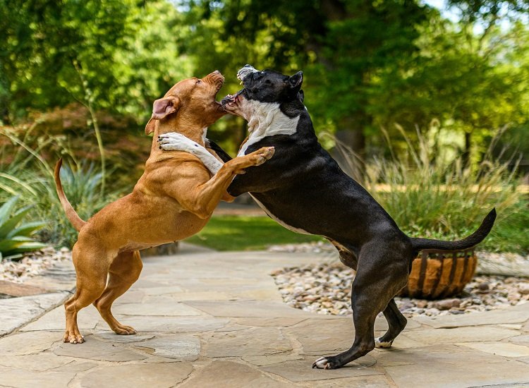 Avoid Dog Fights: Use This Tip