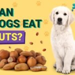 Can Dogs Eat Nuts?