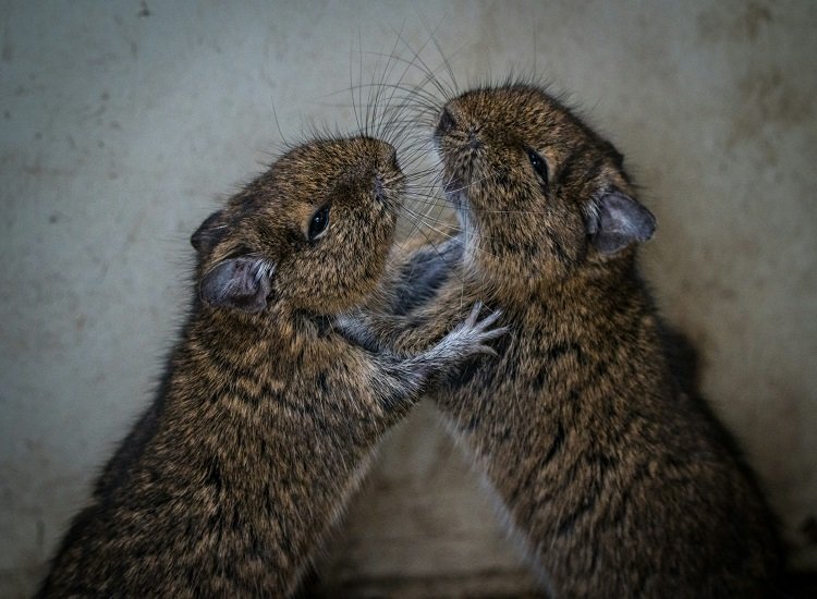 Dwarf Hamsters Fighting