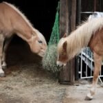 Feeding Horses and How It Works