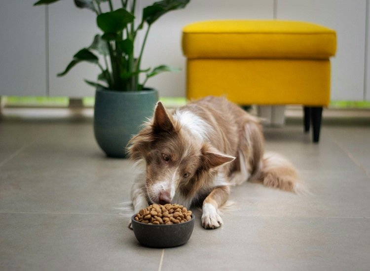 Is Your Dog’s Food Slowly Harming Them?