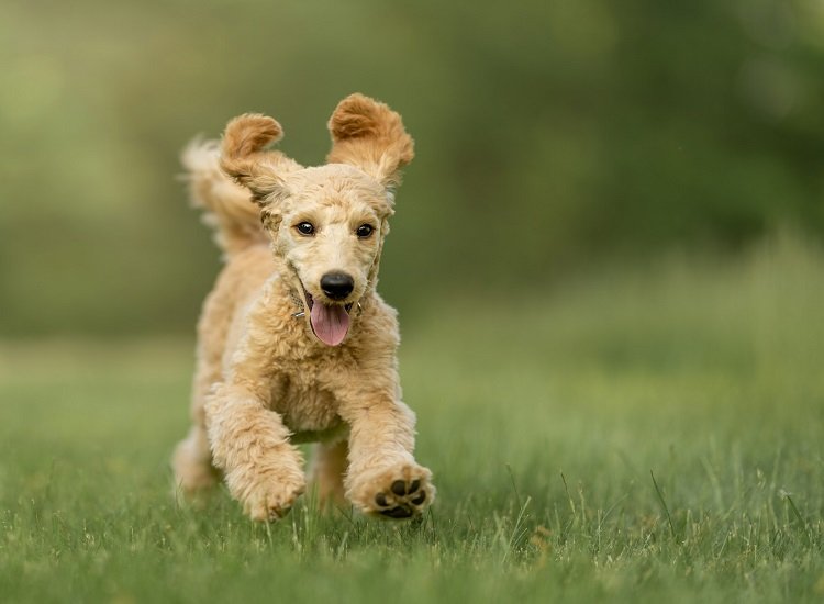 Smart Puppy Training Tips for Beginners