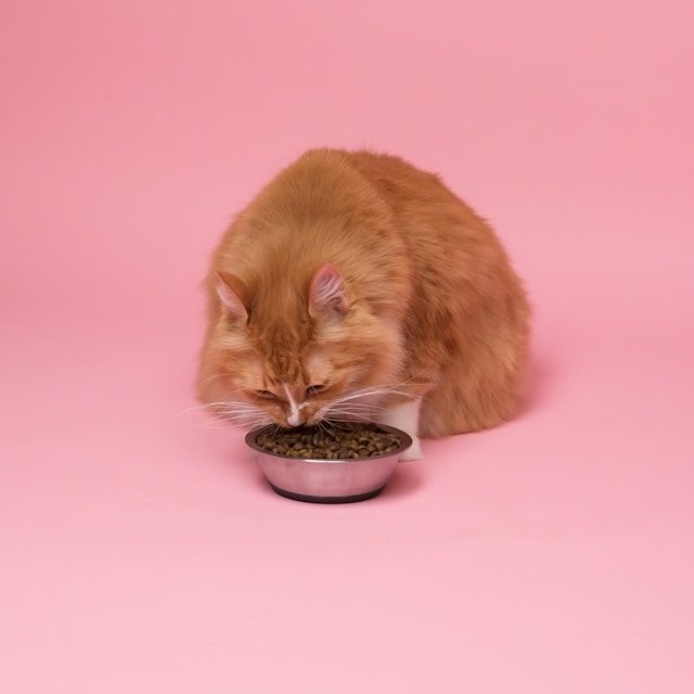 Wet and Dry Cat Food: What’s the Scoop?