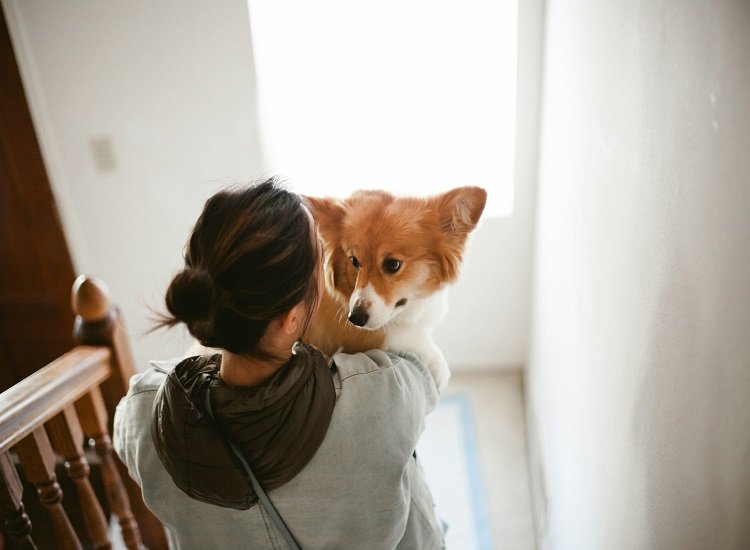 What Are Some Tips to Help Your Lonely Dog?