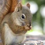 What Are Squirrels and Why They Matter