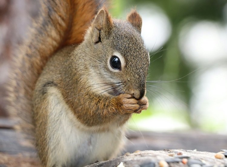 What Are Squirrels and Why They Matter