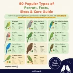 50 Popular Types of Parrots, Facts, Sizes & Care Guide 50 Popular Types of Parrots, Facts, Sizes & Care Guide