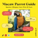 Macaw Parrot Guide Species, Lifespan, Care, Price & Facts Macaw Parrot Guide Species, Lifespan, Care, Price & Facts