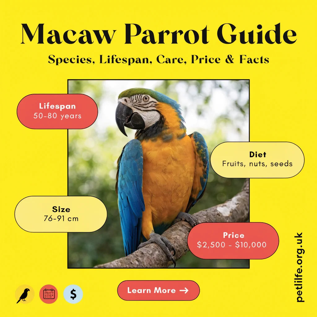 Macaw Parrot Guide Species, Lifespan, Care, Price & Facts Macaw Parrot Guide Species, Lifespan, Care, Price & Facts