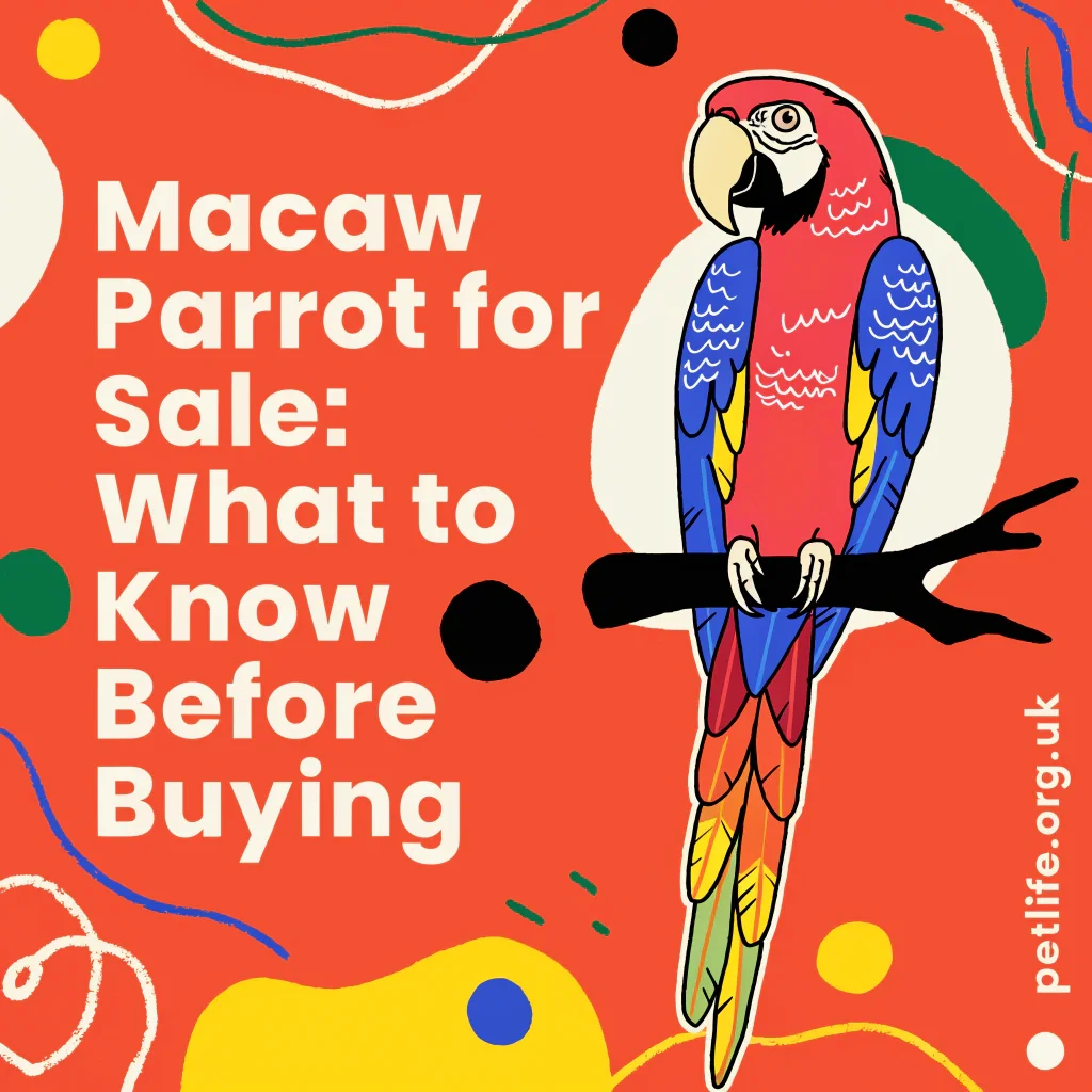 Macaw Parrot for Sale What to Know Before Buying