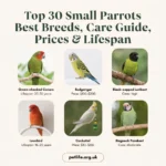 Top 30 Small Parrots Best Breeds, Care Guide, Prices & Lifespan