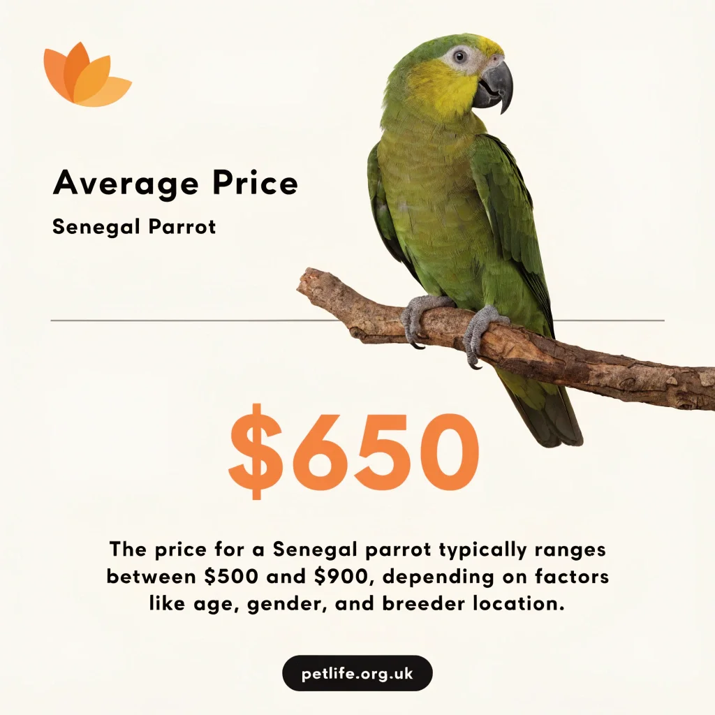 Average Senegal Parrot Price