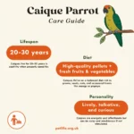Caique Parrot Care Guide Lifespan, Diet & Personality Caique Parrot Care Guide Lifespan, Diet & Personality
