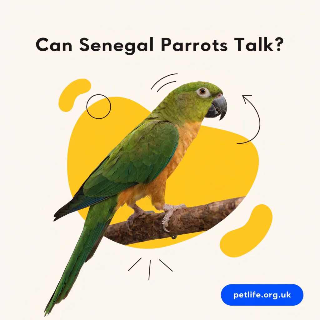 Can Senegal Parrots Talk