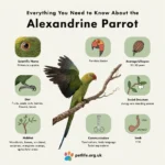 Everything You Need to Know About the Alexandrine Parrot