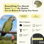 Everything You Should Know About the Quaker Parrot Before Bringing One Home Everything You Should Know About the Quaker Parrot Before Bringing One Home