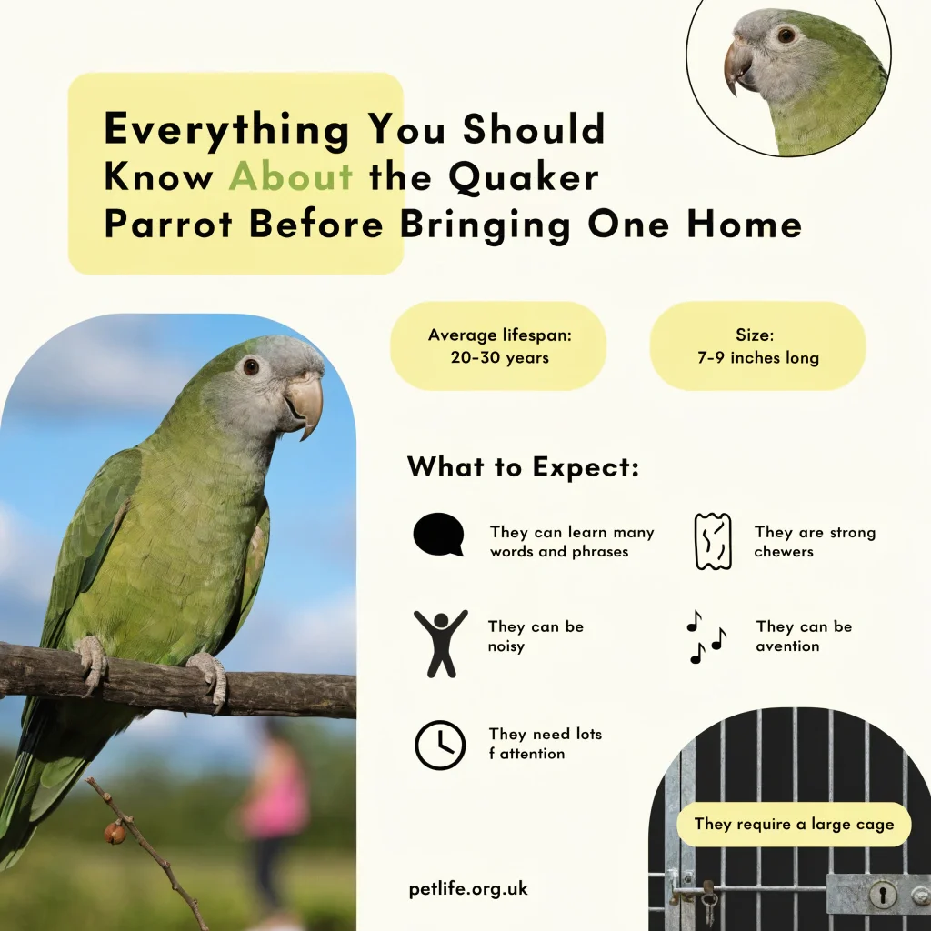 Everything You Should Know About the Quaker Parrot Before Bringing One Home Everything You Should Know About the Quaker Parrot Before Bringing One Home
