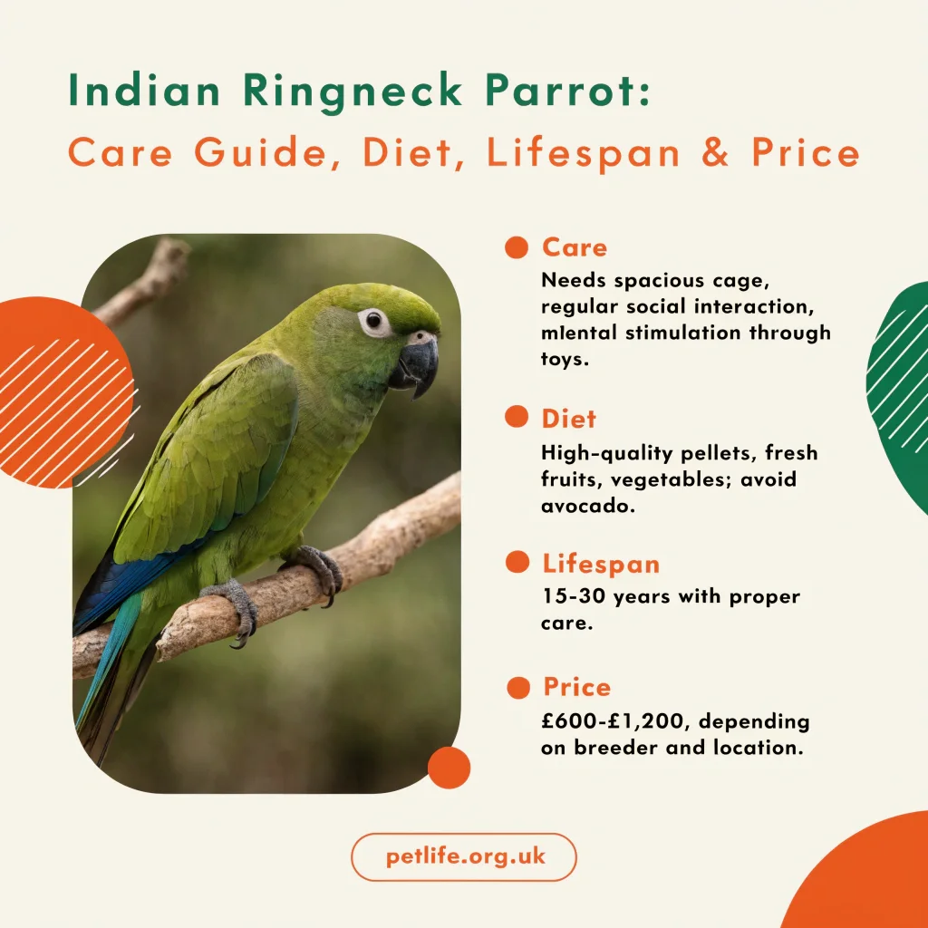 Indian Ringneck Parrot: Complete Care Guide, Lifespan, Personality, Colors, and Price Indian Ringneck Parrot: Complete Care Guide, Lifespan, Personality, Colors, and Price