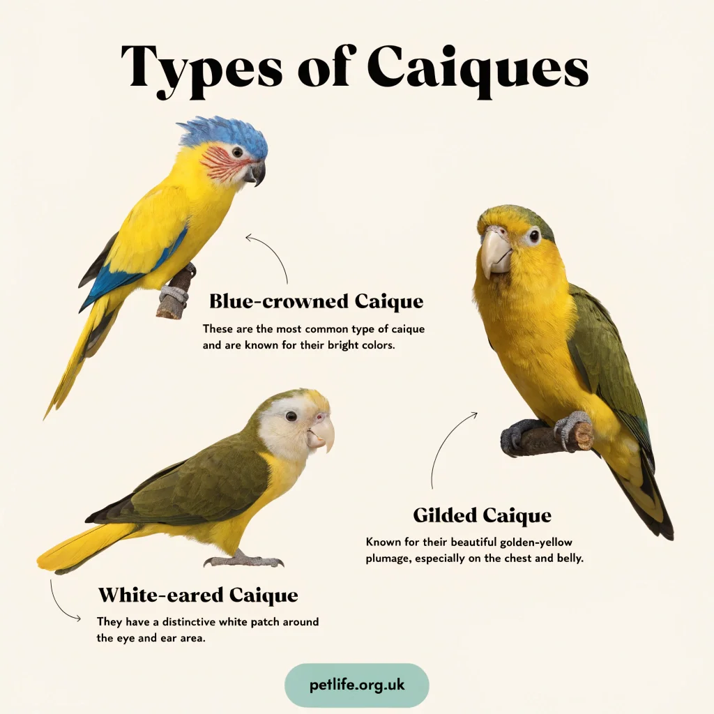 Types of Caiques parrots